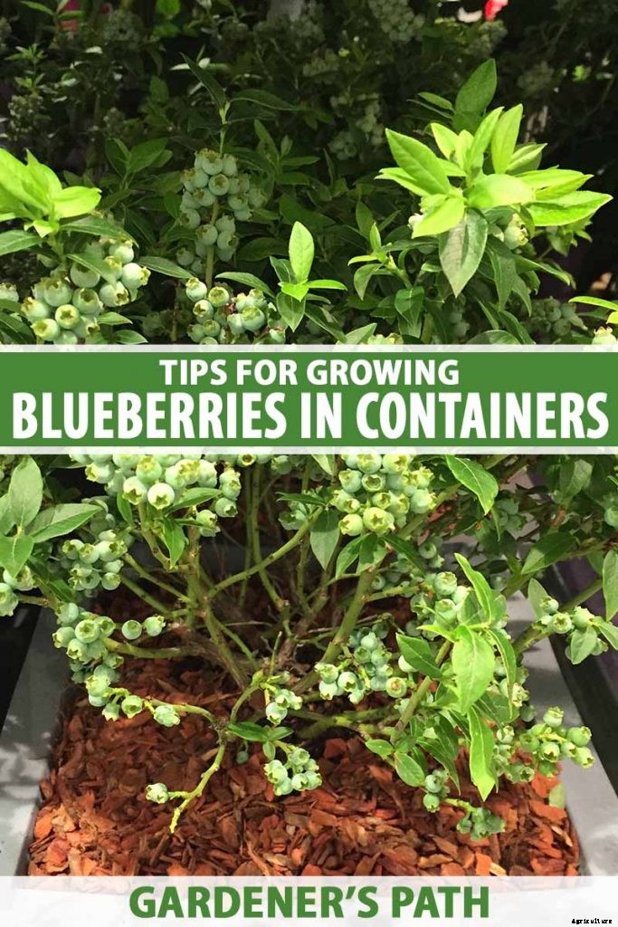 How to Grow Blueberries in Containers