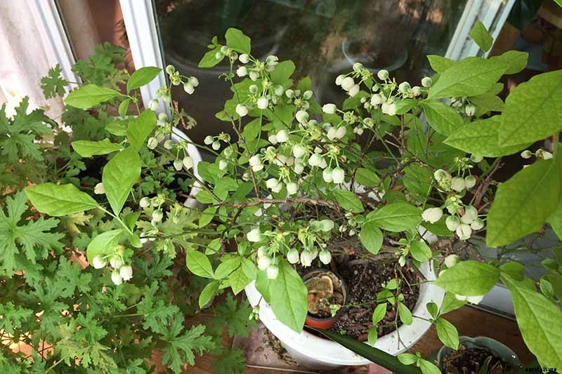 How to Grow Blueberries in Containers