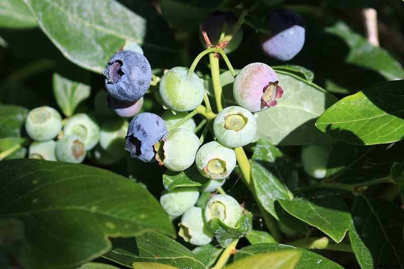 How to Grow Blueberries in Containers