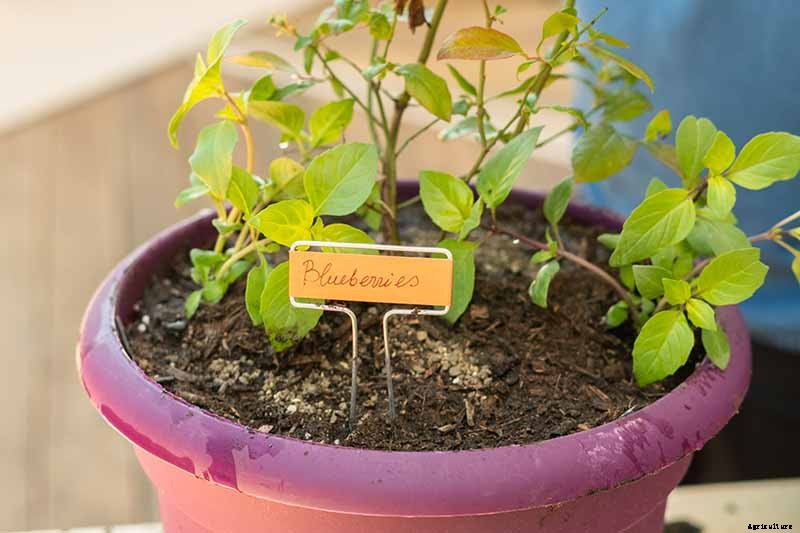 How to Grow Blueberries in Containers