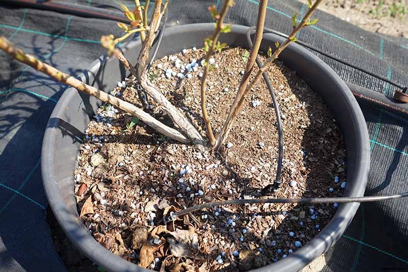 How to Grow Blueberries in Containers