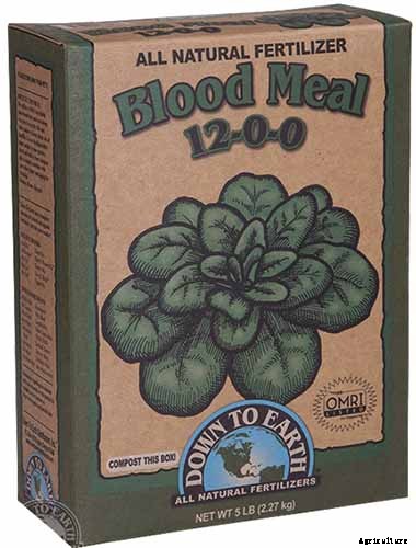 How to Grow Blueberries in Containers