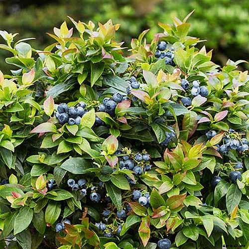 How to Grow Blueberries in Containers
