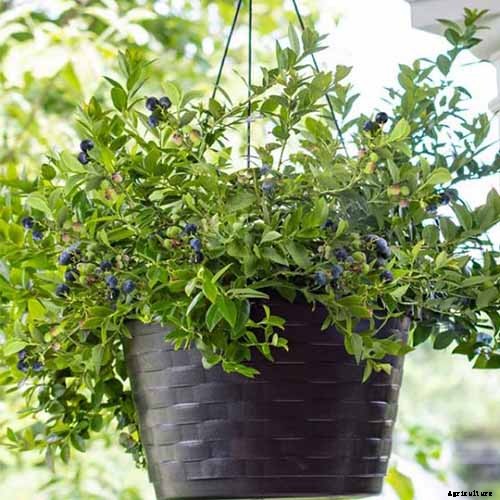 How to Grow Blueberries in Containers