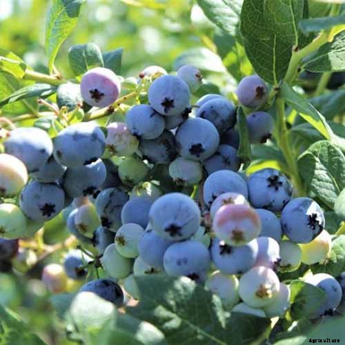 How to Grow Blueberries in Containers