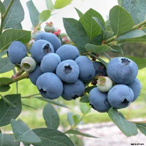 How to Grow Blueberries in Containers