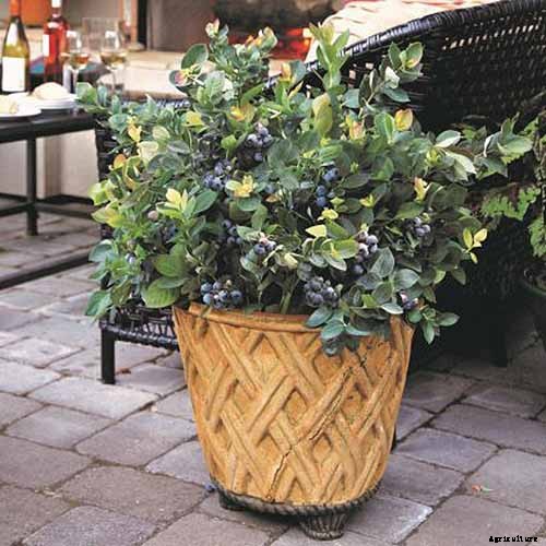 How to Grow Blueberries in Containers