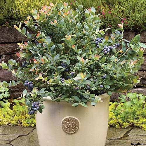 How to Grow Blueberries in Containers