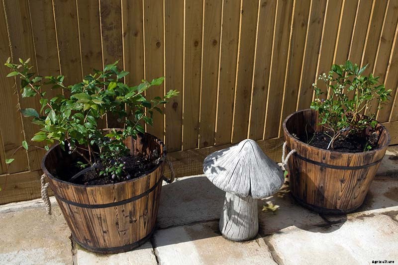 How to Grow Blueberries in Containers
