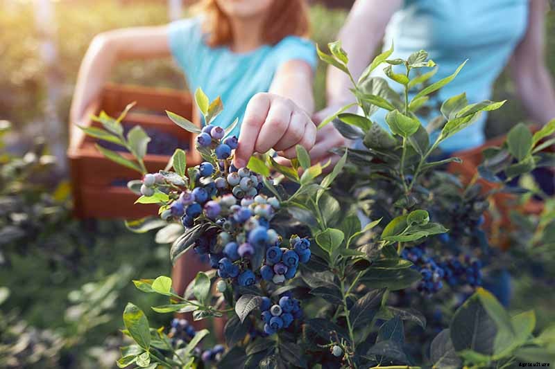 How to Grow Blueberries in Containers
