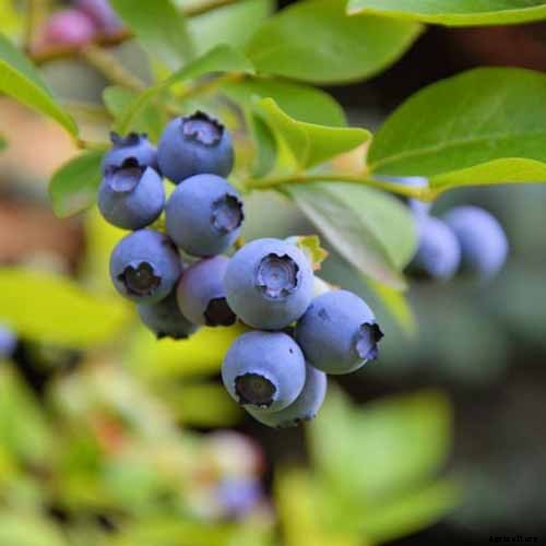How to Grow Blueberries in Containers