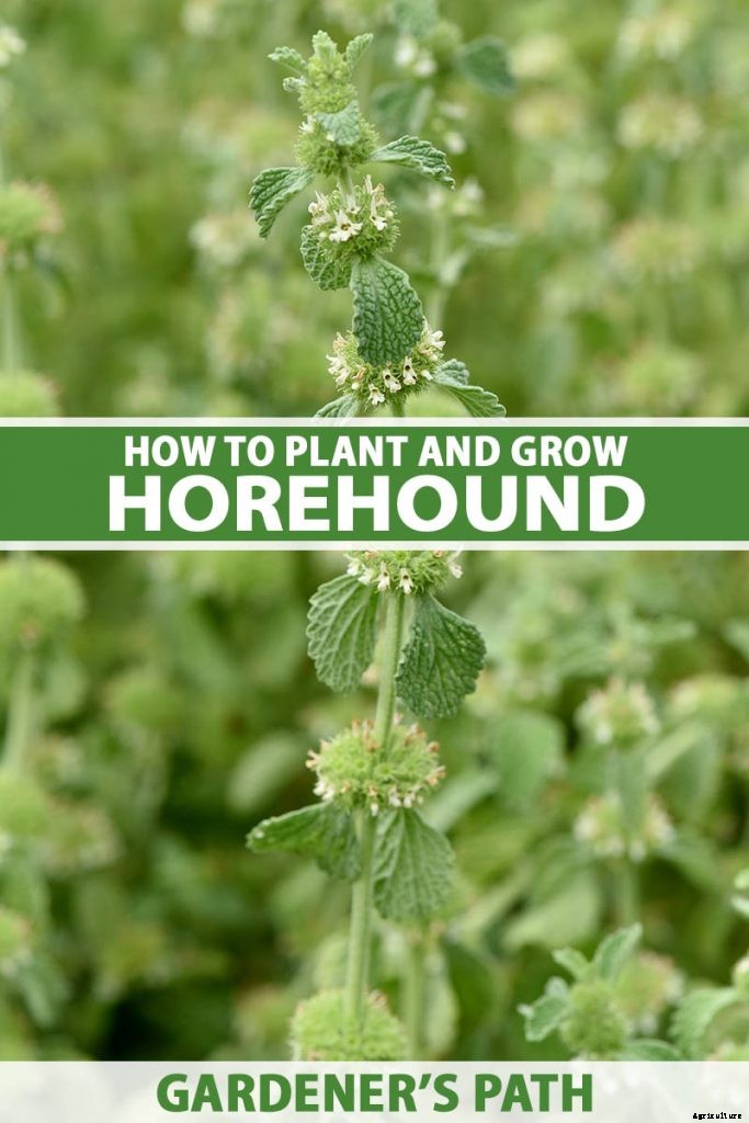 How to Grow Horehound