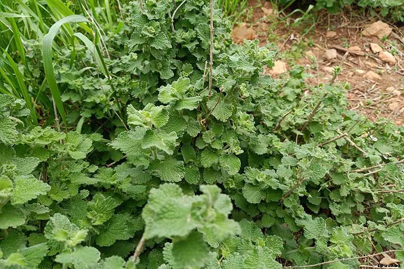 How to Grow Horehound