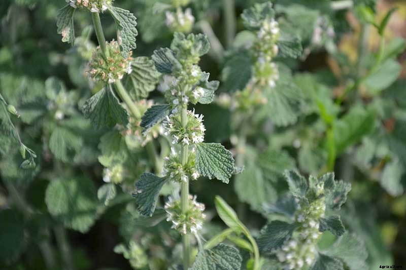 How to Grow Horehound