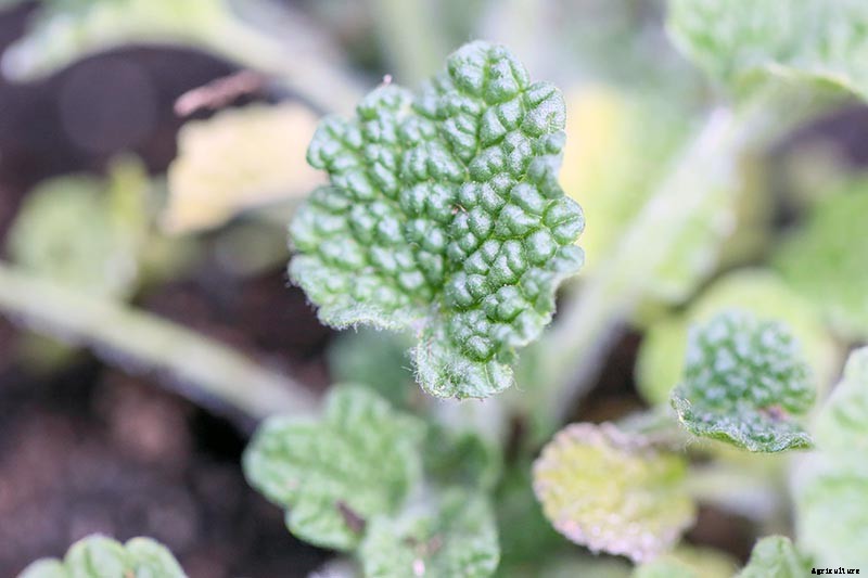 How to Grow Horehound