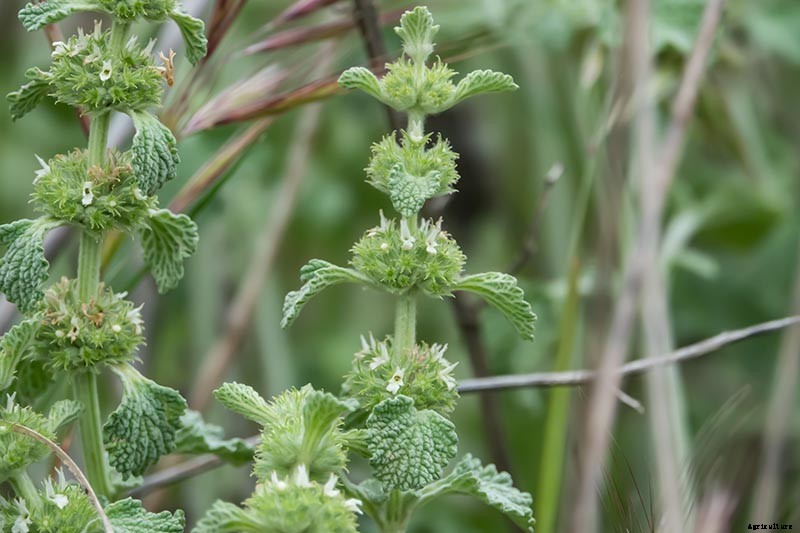 How to Grow Horehound