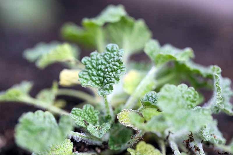 How to Grow Horehound
