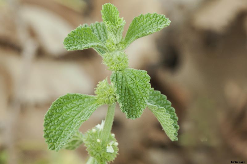 How to Grow Horehound