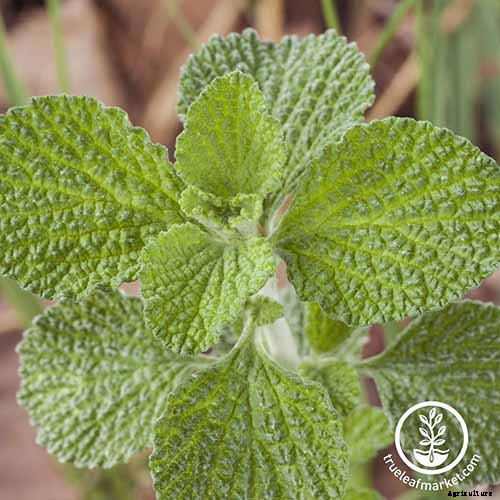 How to Grow Horehound