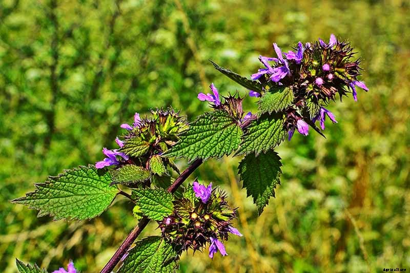 How to Grow Horehound