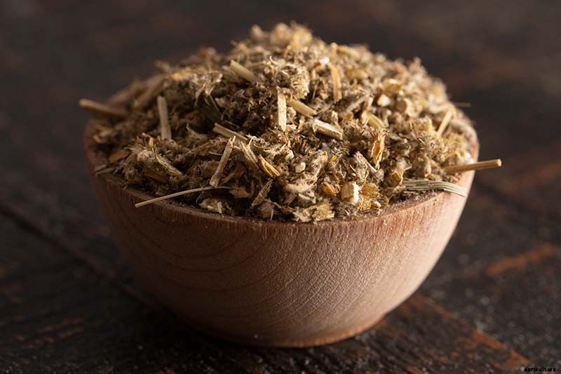 How to Grow Horehound