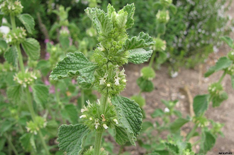How to Grow Horehound