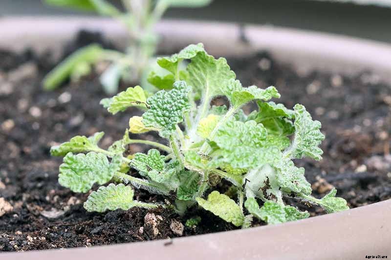 How to Grow Horehound