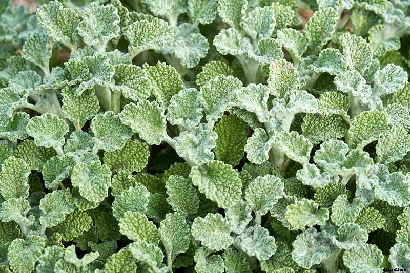 How to Grow Horehound
