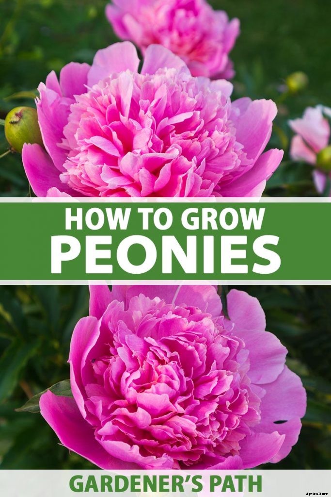 How to Plant and Grow the Classic Perennial Peony