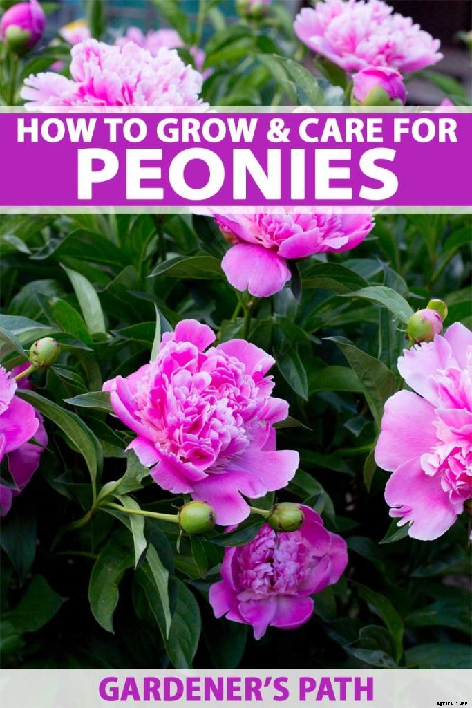How to Plant and Grow the Classic Perennial Peony