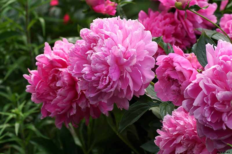 How to Plant and Grow the Classic Perennial Peony