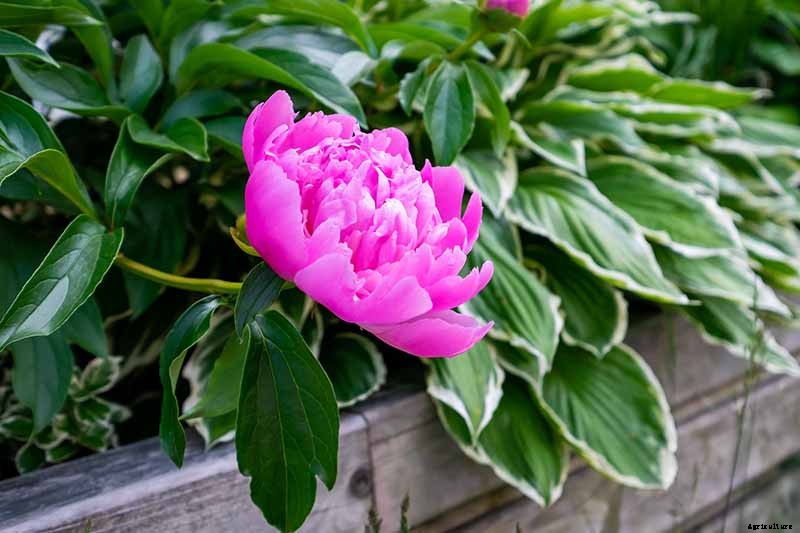 How to Plant and Grow the Classic Perennial Peony