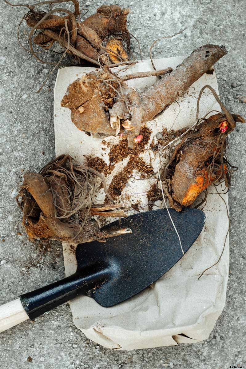 How to Plant and Grow the Classic Perennial Peony