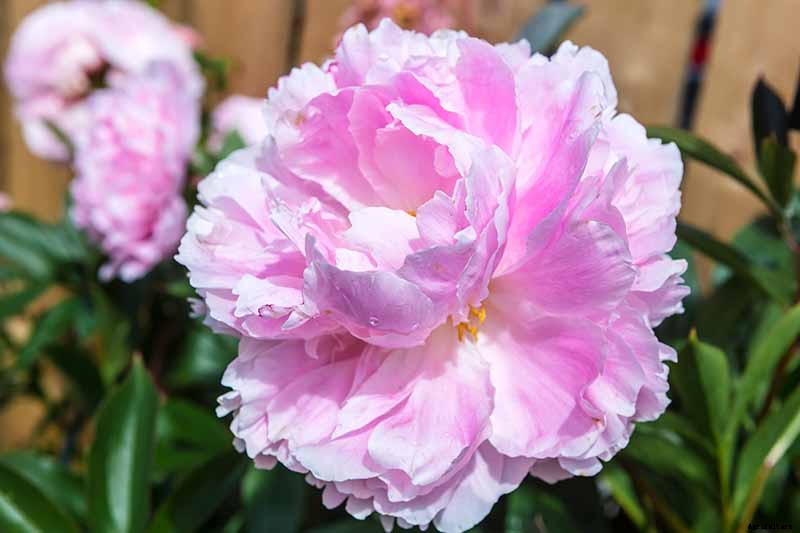 How to Plant and Grow the Classic Perennial Peony