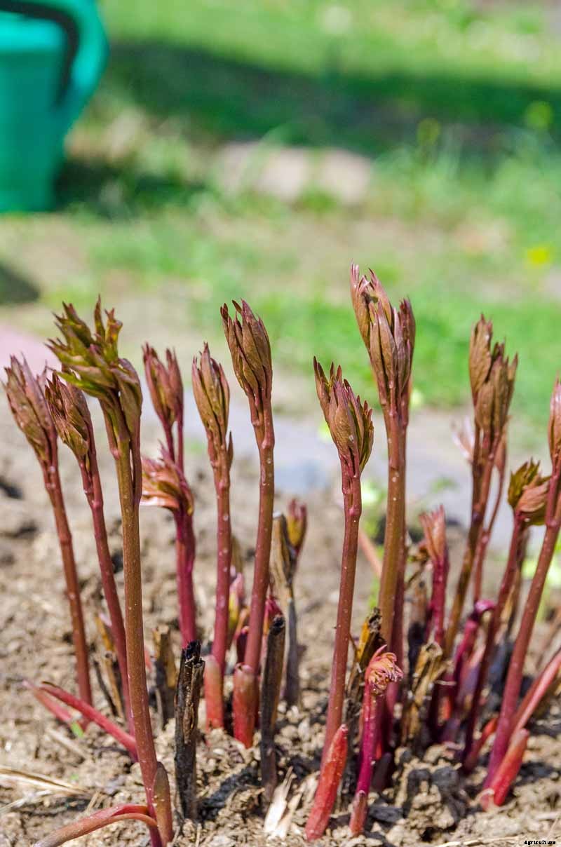 How to Plant and Grow the Classic Perennial Peony