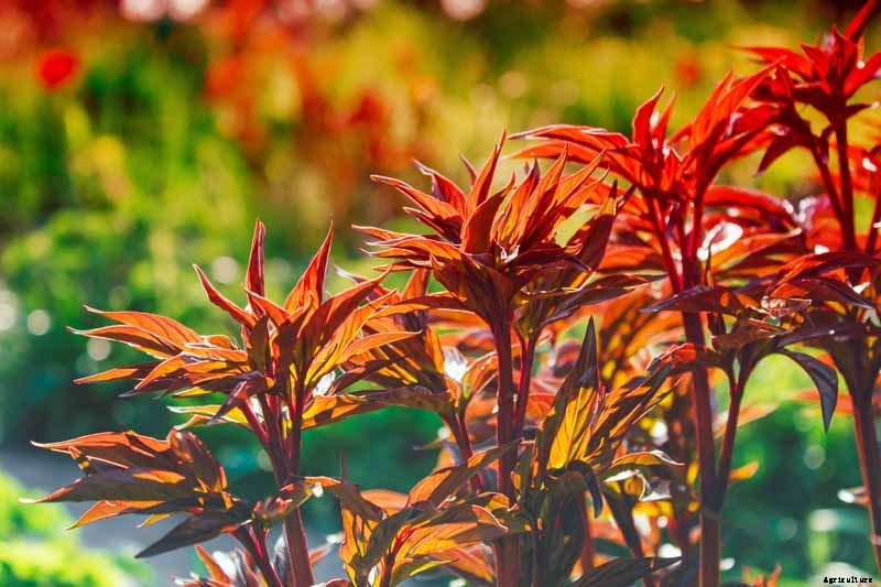 How to Plant and Grow the Classic Perennial Peony