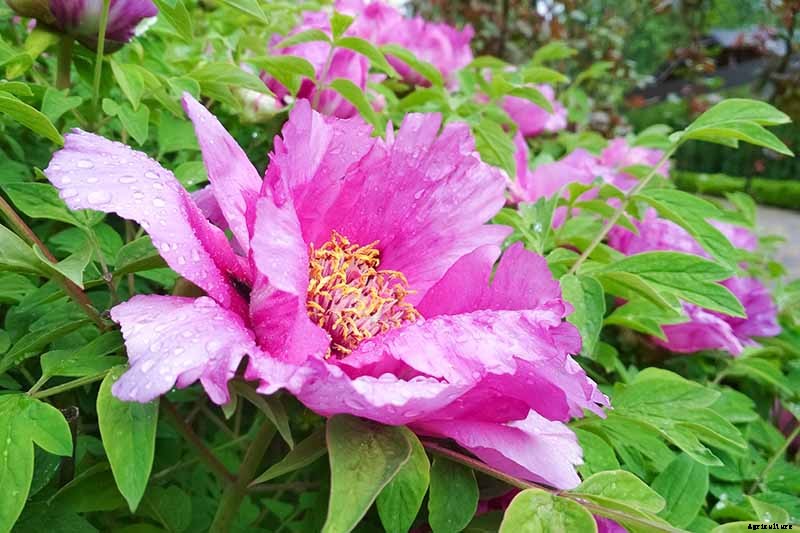 How to Plant and Grow the Classic Perennial Peony