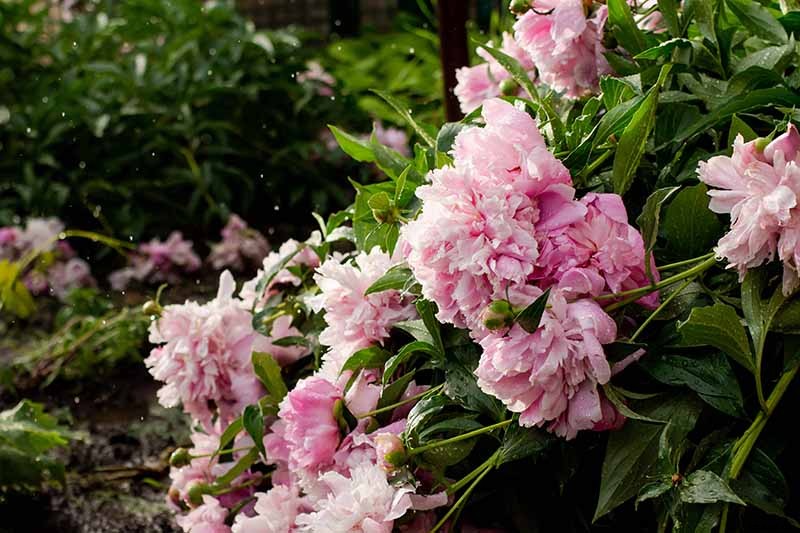 How to Plant and Grow the Classic Perennial Peony