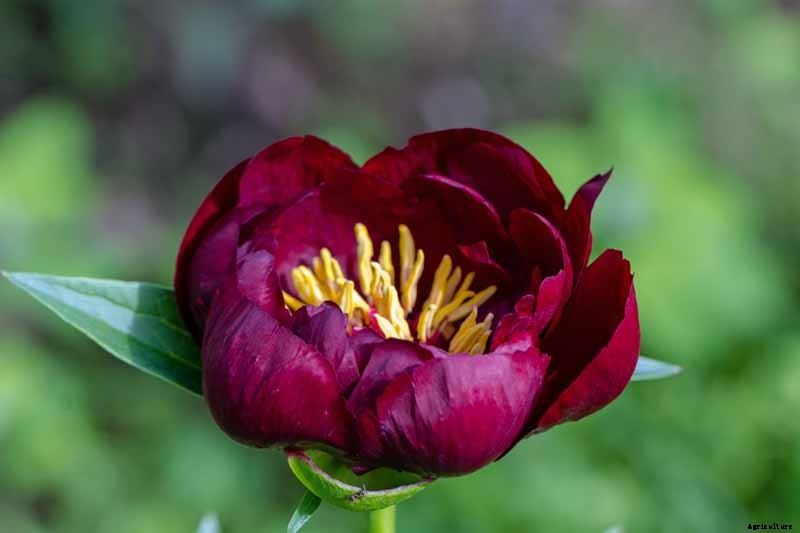 How to Plant and Grow the Classic Perennial Peony