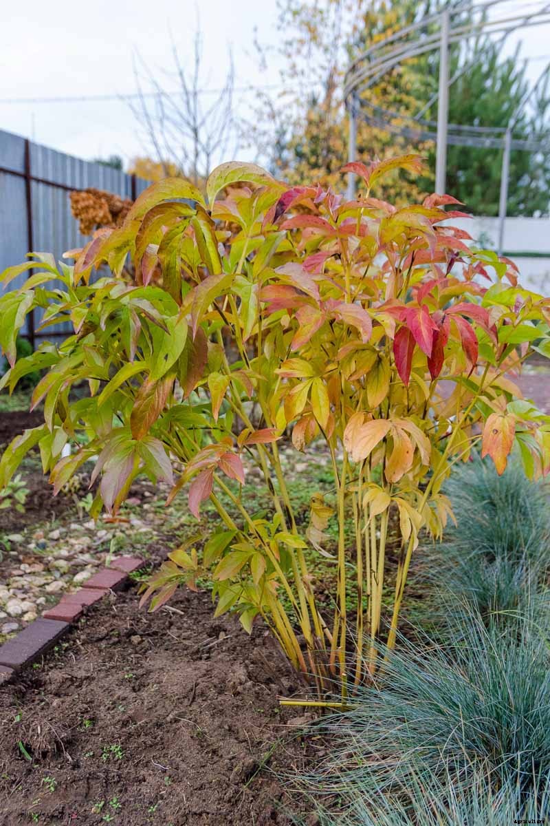 How to Plant and Grow the Classic Perennial Peony