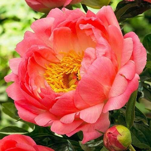How to Plant and Grow the Classic Perennial Peony
