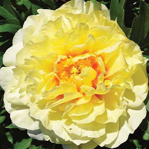 How to Plant and Grow the Classic Perennial Peony