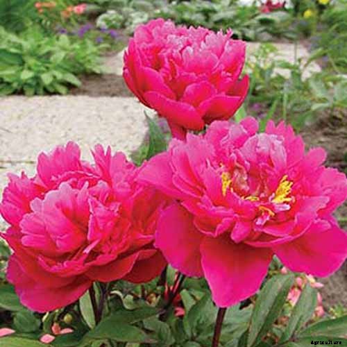 How to Plant and Grow the Classic Perennial Peony