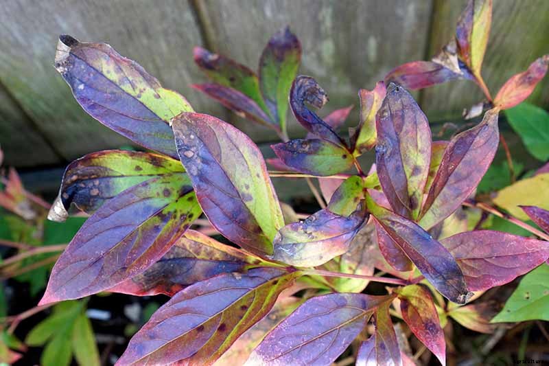 How to Plant and Grow the Classic Perennial Peony