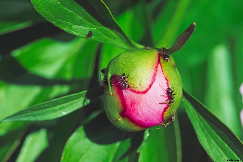 How to Plant and Grow the Classic Perennial Peony