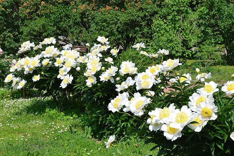 How to Plant and Grow the Classic Perennial Peony