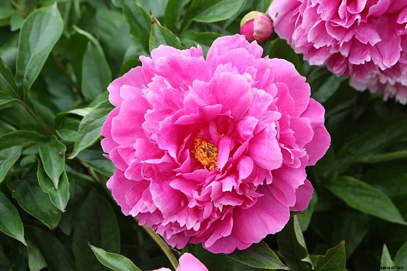 How to Plant and Grow the Classic Perennial Peony