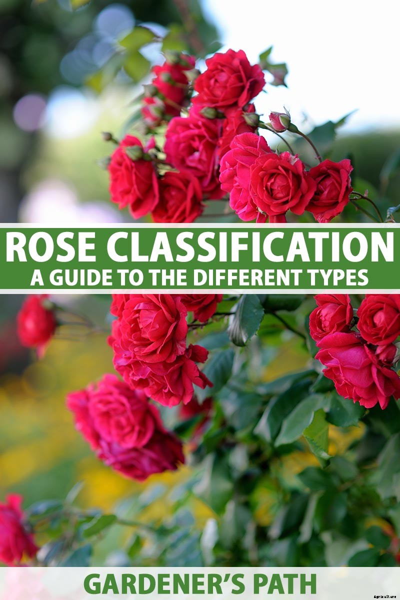 How Many Types of Roses Are There? A Guide to Rose Classification