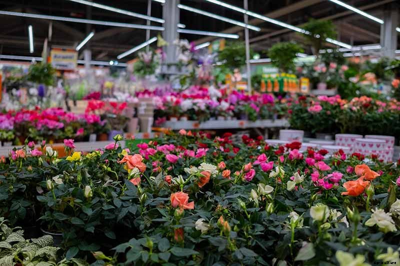 How Many Types of Roses Are There? A Guide to Rose Classification