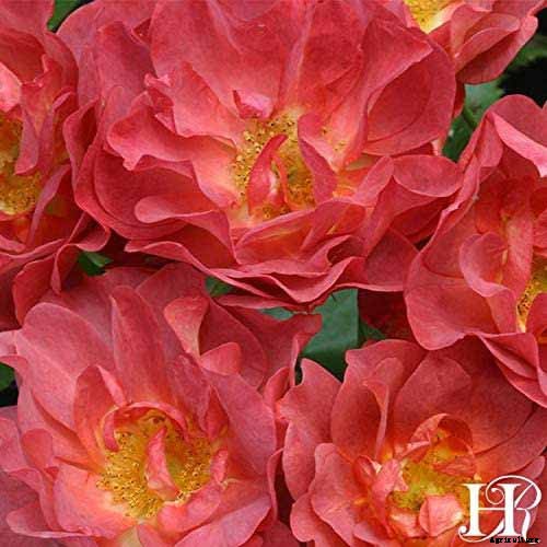 How Many Types of Roses Are There? A Guide to Rose Classification